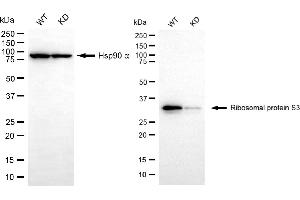 Western blotting analysis using ribosomal protein S3 antibody (ABIN7800223).
