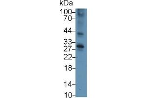 Western Blot; Sample: Mouse Thymus lysate; Primary Ab: 3µg/ml Rabbit Anti-Mouse TNFRSF5 Antibody Second Ab: 0.