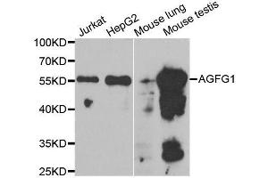 Western blot analysis of extracts of various cell lines, using AGFG1 antibody. (AGFG1 antibody  (AA 1-280))