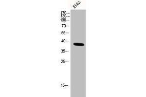Western Blot analysis of K562 cells using DNA pol β Polyclonal Antibody (POLB antibody  (C-Term))