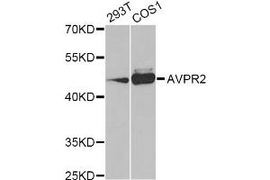 Western blot analysis of extracts of various cell lines, using AVPR2 Antibody (ABIN5975214) at 1/1000 dilution. (AVPR2 antibody)