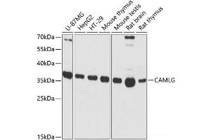 Western blot analysis of extracts of various cell lines using CAMLG Polyclonal Antibody at dilution of 1:3000. (CAMLG antibody)
