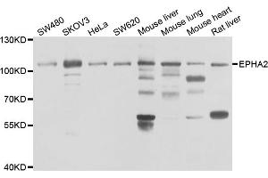 Western blot analysis of extracts of various cell lines, using EPHA2 antibody. (EPH Receptor A2 antibody)
