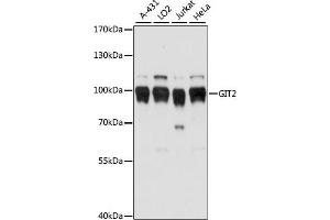 Western blot analysis of extracts of various cell lines, using GIT2 antibody (ABIN7267315) at 1:1000 dilution.