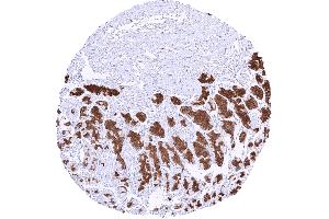 Strong pepsinogen I positivity in chief cells of corpus glands (Recombinant Pepsinogen A antibody)