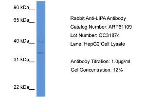 Western Blotting (WB) image for anti-Lipase A, Lysosomal Acid, Cholesterol Esterase (LIPA) (N-Term) antibody (ABIN2788678) (Lipase A antibody  (N-Term))