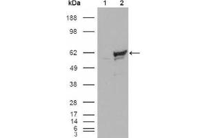 Western blot analysis using CHK1 mouse mAb against HEK293T cells transfected with the pCMV6-ENTRY control (1) and pCMV6-ENTRY CHK1 cDNA (2). (CHEK1 antibody)