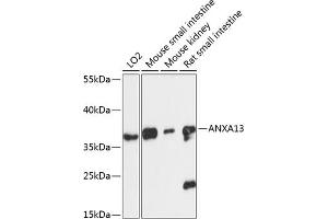Annexin A13 antibody  (AA 1-316)