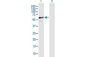 Western Blot analysis of DNAJA3 expression in transfected 293T cell line by DNAJA3 MaxPab polyclonal antibody. (DNAJA3 antibody  (AA 1-480))