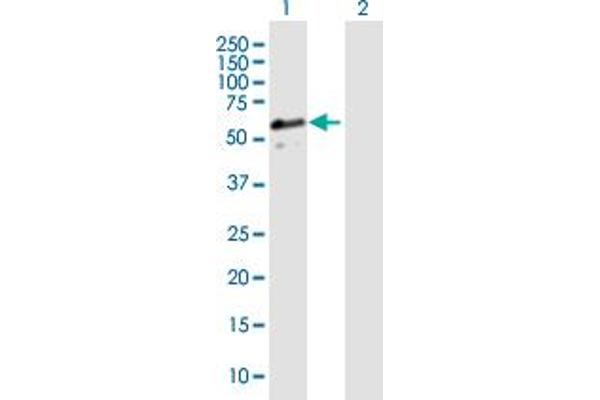 DNAJA3 antibody  (AA 1-480)