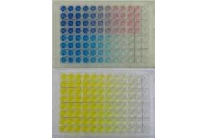 Immunochemicals produces a wide variety of buffers and substrates for use in ELISAs. (TMB Prestained Red ELISA Peroxidase Substrate)