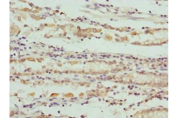 SCO2 antibody  (AA 1-130)