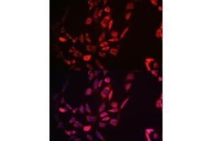 Immunofluorescence (IF) image for anti-Fission 1 (FIS1) antibody (ABIN7267209)