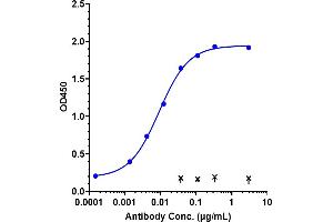 Immobilized human IGF1R His at 2 μg/mL can bind Anti-IGF1R / CD221 Reference Antibody (teprotumumab), EC50=0. (Recombinant IGF1R (Teprotumumab Biosimilar) antibody)