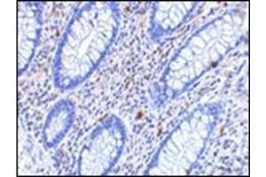 Immunohistochemistry of KAI1 in human colon tissue with this product at 2. (CD82 antibody  (C-Term))