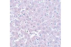 Immunohistochemical staining of rat liver tissue with CALHM1 polyclonal antibody  at 5 ug/mL dilution. (CALHM1 antibody  (N-Term))