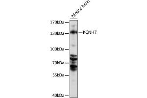 Western blot analysis of extracts of mouse brain, using KCNH7 antibody (ABIN7269491) at 1000 dilution. (KCNH7 antibody  (AA 100-350))