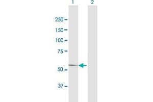 Western Blot analysis of DMAP1 expression in transfected 293T cell line by DMAP1 MaxPab polyclonal antibody. (DMAP1 antibody  (AA 1-467))