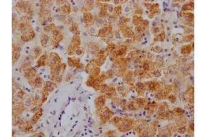 IHC image of ABIN7127871 diluted at 1:100 and staining in paraffin-embedded human liver tissue performed on a Leica BondTM system. (Recombinant XDH antibody)