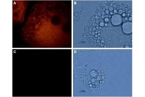 Expression of AQP7 in rat adipocytes - Immunocytochemical staining of 3T3-L1 adipocytes using Anti-Aquaporin 7 Antibody (ABIN7042943, ABIN7045203 and ABIN7045204), (1:800), followed by goat anti-rabbit-AlexaFluor-555 secondary antibody (red) A, C. (Aquaporin 7 antibody  (Intracellular, N-Term))