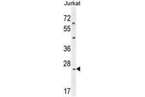 Claudin 22 (CLDN22) (AA 97-126), (Middle Region) antibody