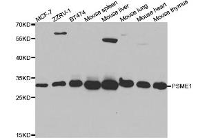 Western blot analysis of extracts of various cell lines, using PSME1 antibody (ABIN5973094) at 1/1000 dilution. (PSME1 antibody)
