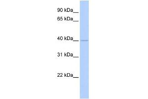 WB Suggested Anti-WDR45L Antibody Titration:  0. (WD Repeat Domain 45B (WDR45B) (Middle Region) antibody)