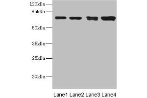 Western blot All lanes: LINGO antibody at 3. (LINGO1 antibody  (AA 42-240))