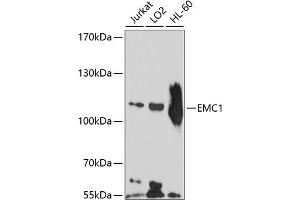 Western blot analysis of extracts of various cell lines, using EMC1 antibody (ABIN6132155, ABIN6140146, ABIN6140147 and ABIN6214486) at 1:1000 dilution. (KIAA0090 antibody  (AA 885-965))