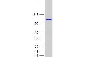 Validation with Western Blot (DHX32 Protein (Myc-DYKDDDDK Tag))