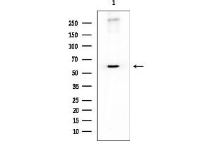 anti-Interaction Protein For Cytohesin Exchange Factors 1 (IPCEF1) antibody