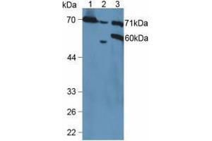 Western blot analysis of (1) Mouse Kidney Tissue, (2) Mouse Placenta Tissue and (3) Human HeLa cells.