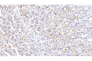 Detection of EGF in Rat Stomach Tissue using Monoclonal Antibody to Epidermal Growth Factor (EGF) (EGF antibody  (AA 974-1026))