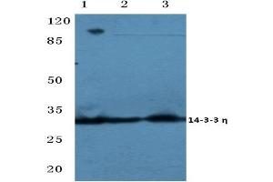 Western blot analysis of 14-3-3 eta antibody at 1/500 dilution: Lane 1: MCF-7 cell lysate. (14-3-3 eta antibody)