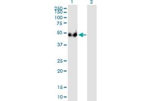 EIF3F antibody  (AA 1-357)