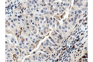 Image no. 9 for anti-5'-Nucleotidase Domain Containing 1 (NT5DC1) antibody (ABIN1499837) (NT5DC1 antibody)