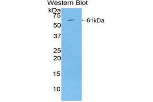 Western Blotting (WB) image for anti-Thrombospondin 4 (THBS4) (AA 708-963) antibody (ABIN1860748) (THBS4 antibody  (AA 708-963))