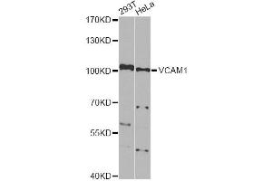 Western blot analysis of extracts of various cell lines, using VCAM1 Antibody. (VCAM1 antibody)