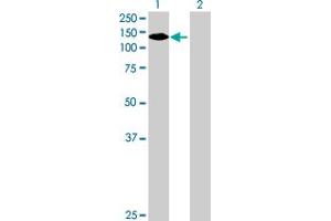 Western Blot analysis of NLRP2 expression in transfected 293T cell line by NLRP2 MaxPab polyclonal antibody. (NLRP2 antibody  (AA 1-1062))