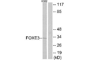 Western blot analysis of extracts from 562 cells, using FOXantibody. (FOXE3 antibody)