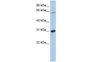 WB Suggested Anti-FRK Antibody Titration: 0. (FRK antibody  (Middle Region))