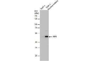 WB Image IRF8 antibody detects IRF8 protein by western blot analysis.