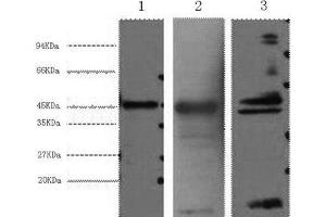 Western Blot analysis of 1) Hela, 2) Mouse heart, 3) Rat heart using AQP4 Monoclonal Antibody at dilution of 1:2000. (Aquaporin 4 antibody)