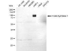 Western blotting analysis using folate hydrolase 1 antibody (ABIN7798638).