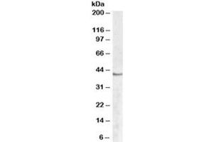 Western blot testing of human peripheral blood mononucleocyte lysate with SPHK1 antibody at 2ug/ml. (SPHK1 antibody)