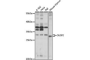 Western blot analysis of extracts of various cell lines, using DUSP2 antibody (ABIN7266847) at 1:1000 dilution. (DUSP2 antibody  (AA 150-250))