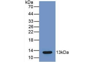 Western Blot; Sample: Recombinant MCP1, Mouse. (CCL2 antibody  (AA 24-96))