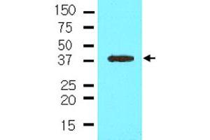 The cell lysate of NIH/3T3 (35 ug) was resolved by SDS-PAGE and probed with NANOG monoclonal antibody, clone 5A10  (1:500). (Nanog antibody  (AA 1-154))