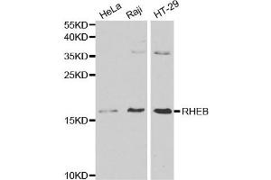 Western blot analysis of various cell lysate using RHEB antibody. (RHEB antibody)
