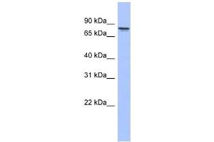 PRKCG antibody used at 1 ug/ml to detect target protein. (PKC gamma antibody  (N-Term))
